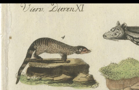 Old Hand-Colored Antique Print of a Civet and Skunks, Published in circa 1820, close-up 5