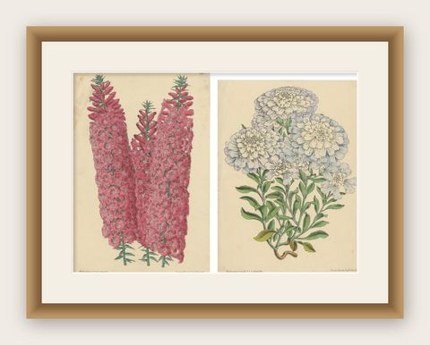 Set of 2 Antique Botany Prints by Reeve 'c.1870', shown framed