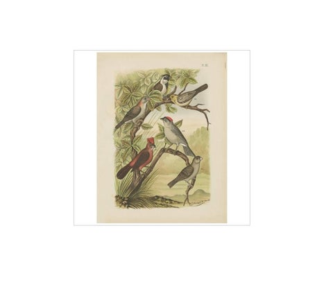 Antique Bird Print of the Red-Pileated Finch, Grosbeak and Sparrow (1886), view 2