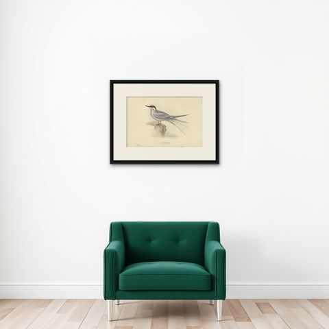 Antique Bird Print of the Arctic Tern by Gould, 1832, shown framed on a wall