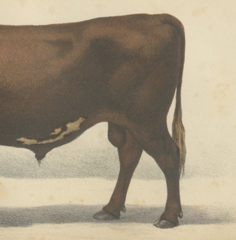 Flemish Bull, French Cattle Breed, Antique Chromolithograph by Borie, 1863, close-up 3