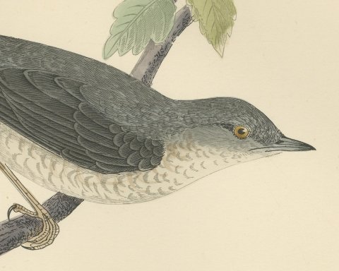 Barred Warbler on a Leafy Twig, Antique Hand Colored Bird Plate, Morris, 1896, close-up 1