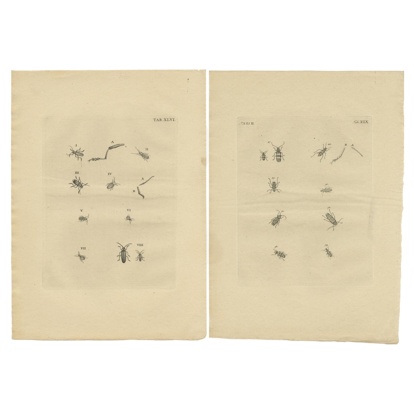 Set of 2 Antique Prints of Various Small Beetles