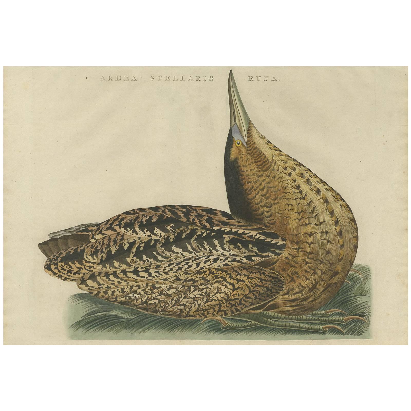 Ardea Stellaris Rufa, Eurasian Bittern from Nederlandsche Vogelen, 1809