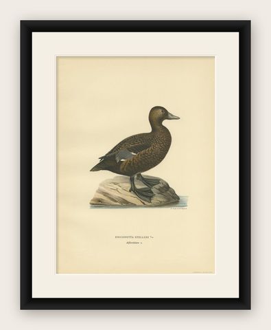 Antique Bird Print of a Female Steller's Eider by Von Wright, 1929, shown framed