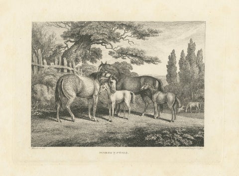 Mares & Foals Engraving, Original Georgian English Equestrian Print, 1799