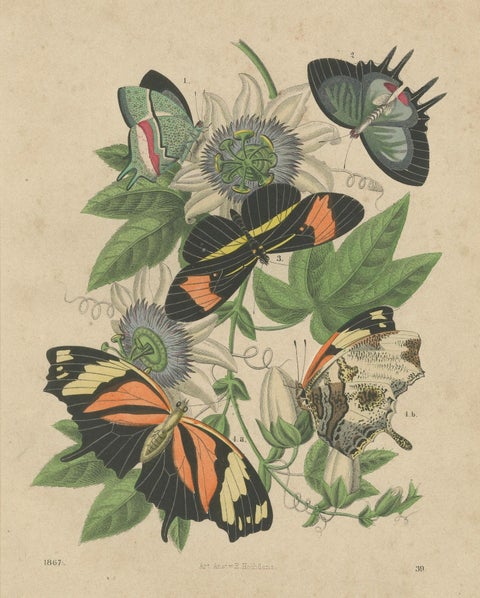 1867 Hand-Colored Lithograph of South American Butterflies and Passionflower, close-up 4