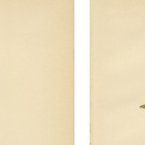 Antique Great Crested Grebe Bird Lithographs Set of 2, Podiceps - 1929, close-up 1