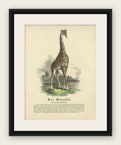 Die Giraffe (Giraffe) - Hand-Colored Zoological Print, Circa 1840, shown framed