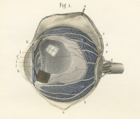 The Choroid, Iris and Retina, Antique Hirschfeld Anatomy Print, 1866, view 3