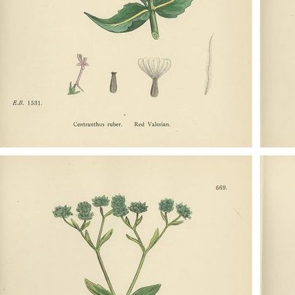 Set of 10 English Botanical Prints 1902, Valerian & Lamb’s-Lettuce, close-up 2