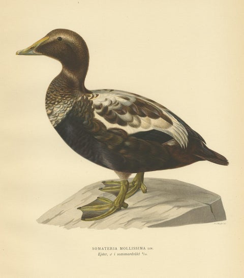 Antique Bird Print of a Male Common Eider by Von Wright, '1929', view 3