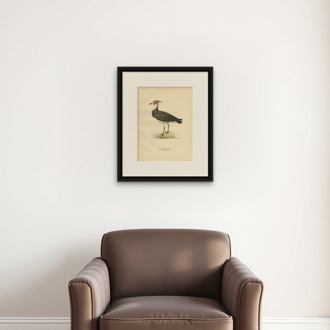 Antique Bird Print of the Northern Lapwing by Von Wright, 1929, shown framed on a wall