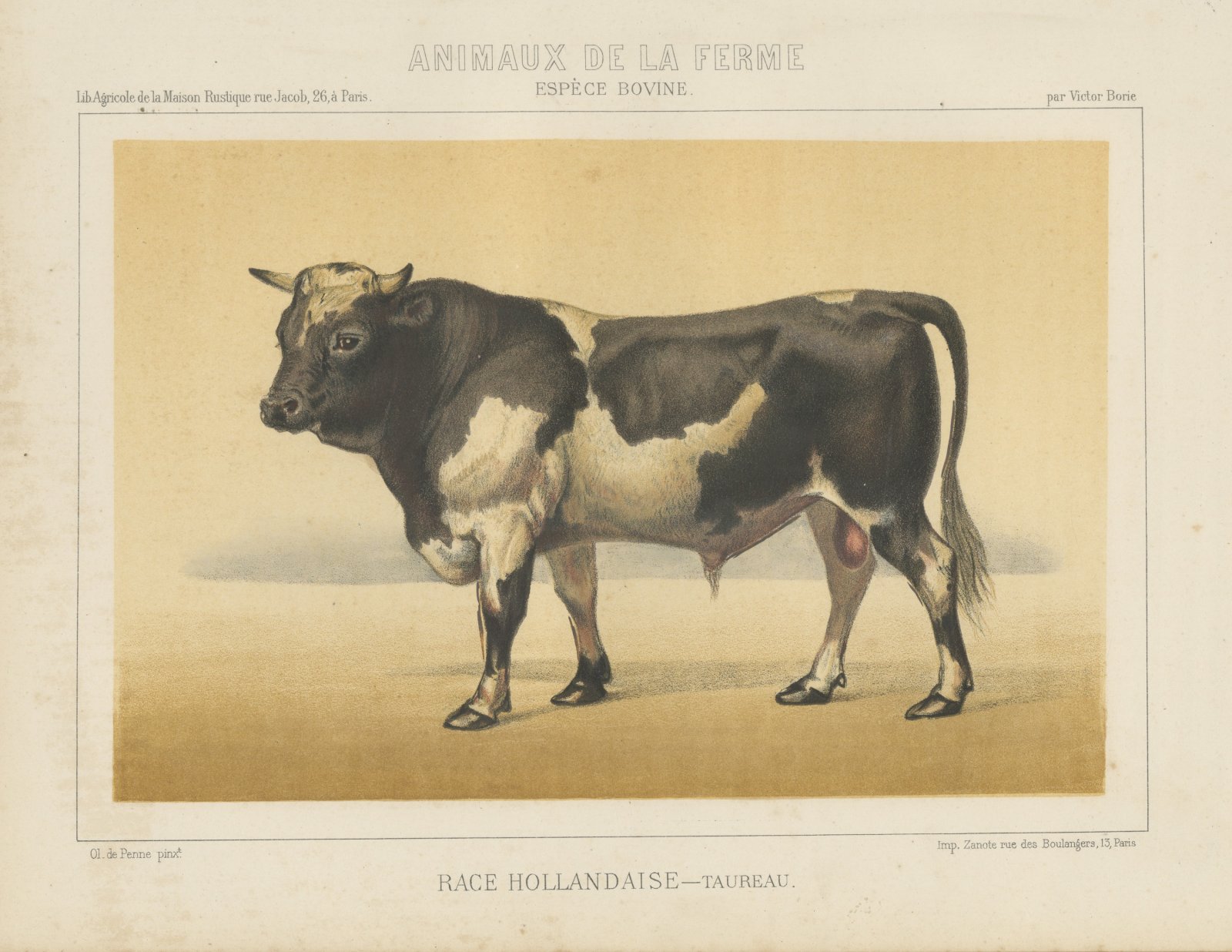 Dutch Bull, Black and White Cattle Chromolithograph by Olivier de Penne, 1863