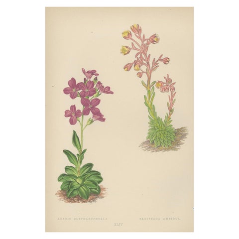 Alpine Botanical Lithograph of Arabis Blepharophylla and Saxifraga Ambigua, 1874