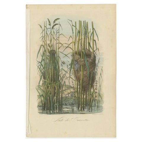 Antique Decorative Print of Warbler Nests, 1854, view 2