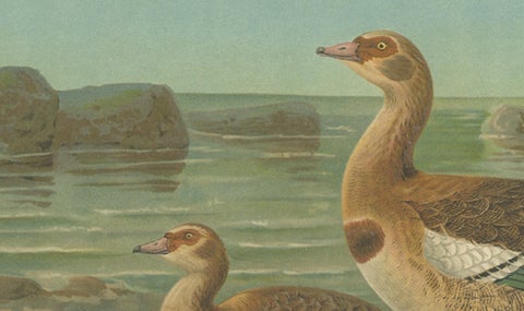 Wild Geese on a Rocky Shore, Elegant Antique Bird Chromolithograph c.1880, close-up 4