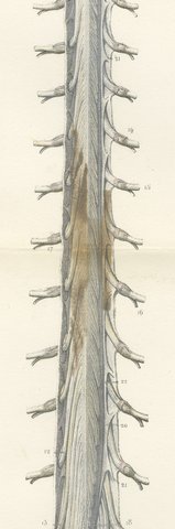 Spinal Nerve Roots along the Whole Cord, Hirschfeld Double Folding Plate, 1866, view 4