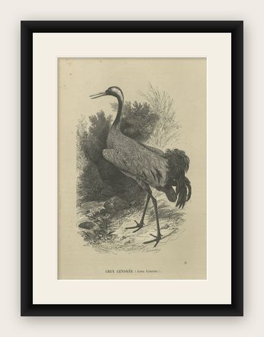 Antique Bird Print of a Common Crane, 1853, shown framed