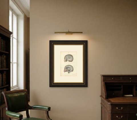 Median Sagittal Sections of the Head, Antique Hirschfeld Anatomy Print, 1866, shown framed in a room