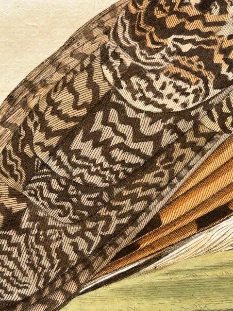 Strix Otus, Antique Long-Eared Owl Print by Nozeman & Sepp, 1809, view 7