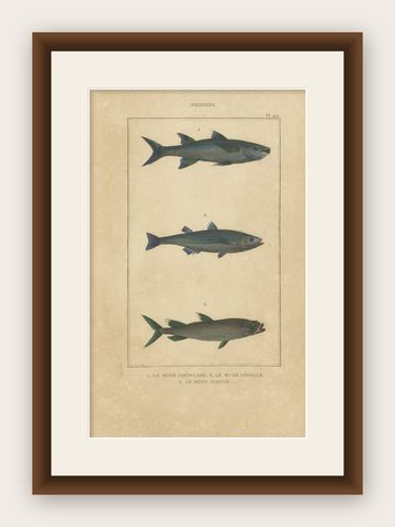 Antique Print of the Grey Mullet and Other Fish Species, 1844, shown framed