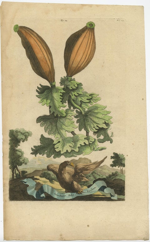 Botanical Illustration of Soursop (Annona muricata) from Munting’s 1696 Herbal, view 2