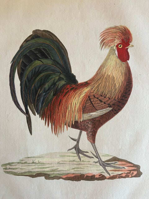 Rooster, Gallus Domesticus Mas, Antique Poultry Print by Sepp & Nozeman c.1829, view 8