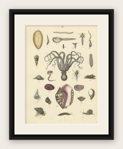 Molluscs & Marine Invertebrates Print: Octopus, Slug, Snails, Conch, 1867, shown framed