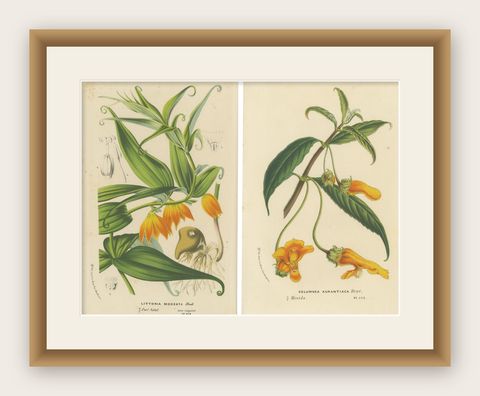 Exquisite Flora: Natal Lily and Golden Trumpet Vine in Artistic Display, c.1855, shown framed
