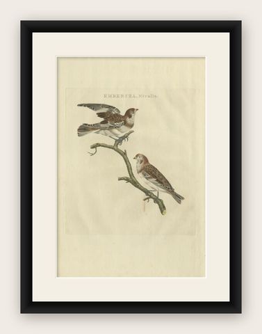 Emberiza nivalis, Antique Snow Bunting Print by Nozeman & Sepp, 1809, shown framed