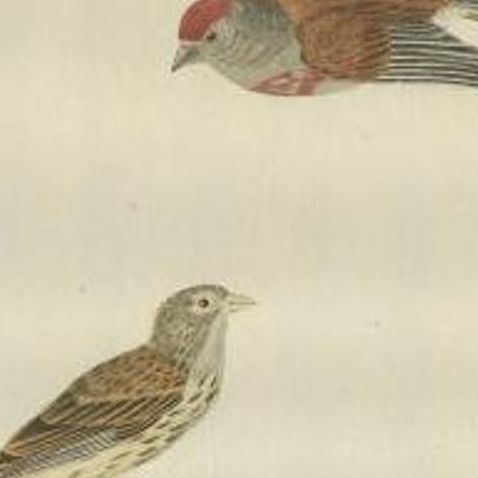 Antique Bird Print of the Common Linnet by Sepp & Nozeman, 1789, close-up 1