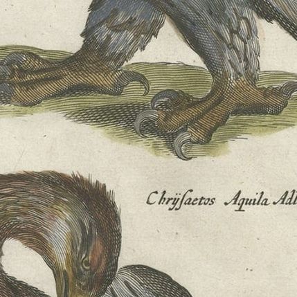 Antique Old Hand-Colored Bird Print of Two Eagles and an Eagle Claw, 1657, close-up 2
