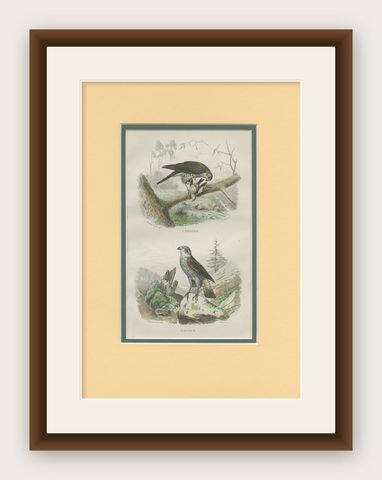 Antique Bird Print of a Sparrowhawk and a Goshawk by Fournier 'c.1835', shown framed