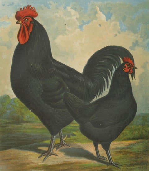 The Elegant Langshan - A Rare 19th Century Poultry Lithograph, close-up 6