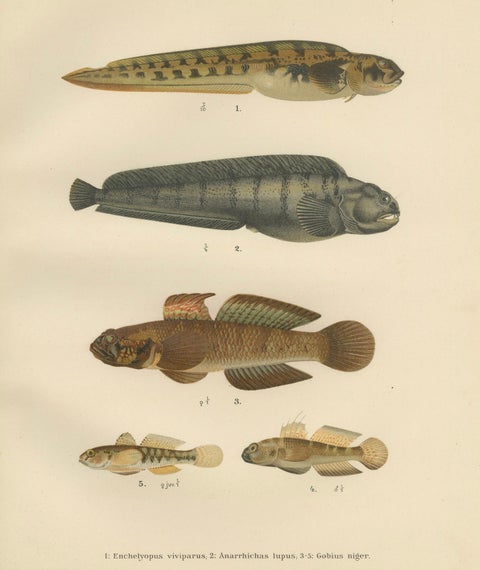 Viviparous Blenny, Wolf Fish, and Black Goby - Exquisite Scandinavian Fish Litho, close-up 5
