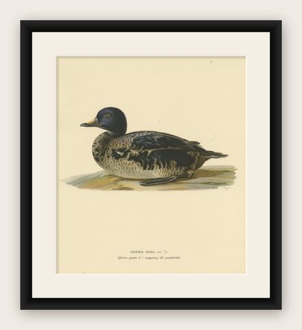 Solitary Serenity: A Juvenile Black Scoter Bird Print by Magnus von Wright, 1929, shown framed