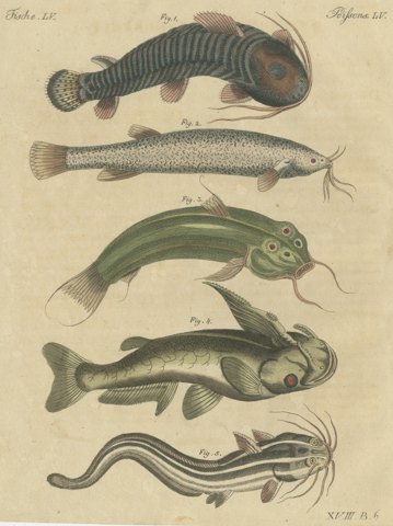 Five Catfish with Long Barbels, Antique Bertuch Print, circa 1815