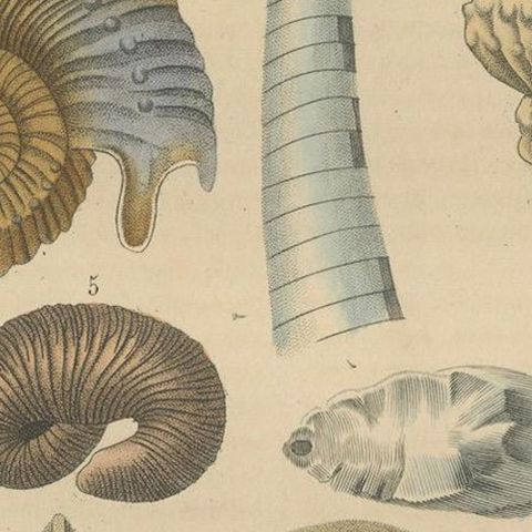 Ancient Marine Life: Handcolored Fossils of Cephalopods and Corals, 1845, close-up 5