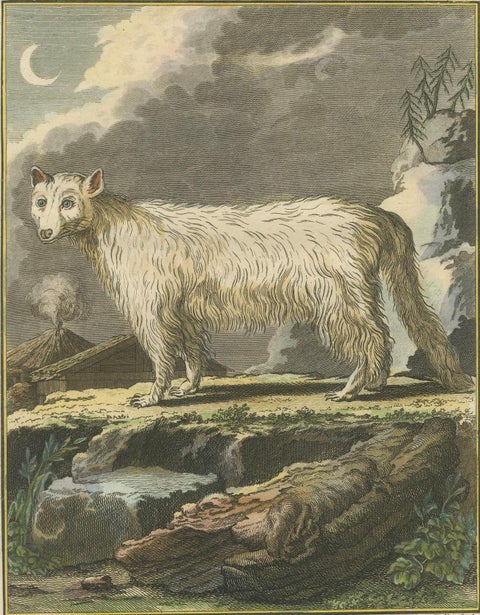 The White Fox of Canada, Elegant Arctic Wildlife Engraving Under Moonlight 1801, close-up 2