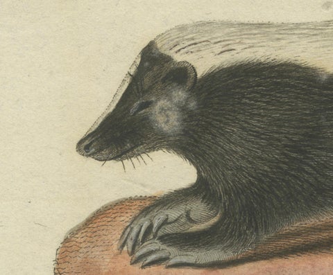 Elegance in Black and White: the Striped Skunk Engraved, circa 1774, close-up 2