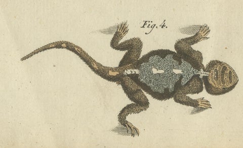 Antique Handcolored Engraving of Lizards and Newts, c.1800, close-up 1