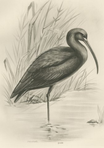 Glossy Ibis Standing in Shallow Water, Plate CLVII after Lilian Medland, c. 1909, close-up 1