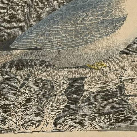 Antique Animal Print of a Gull 'Sea Birds' and Egg by C. Hoffmann, 1847, close-up 2
