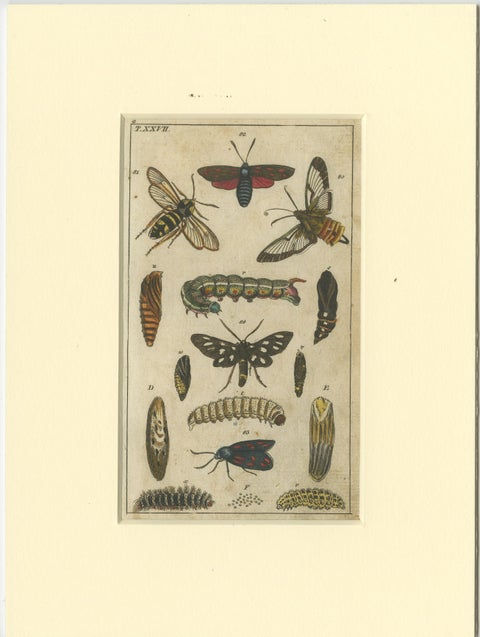 Set of 3 Antique Butterfly Prints Also Showing Caterpillars and Pupae, 1810, view 4