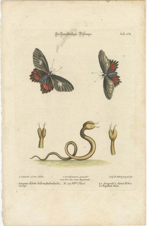 The Two-Headed Serpent and the Black Butterfly, 1749, view 2