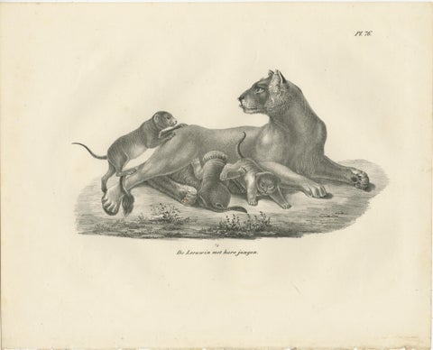19th-Century Lithograph of a Lioness with Her Playful Cubs in the Wild, view 2