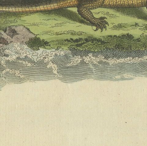 Antique Print of the Caiman Alligator and an other Crocodile species, close-up 2