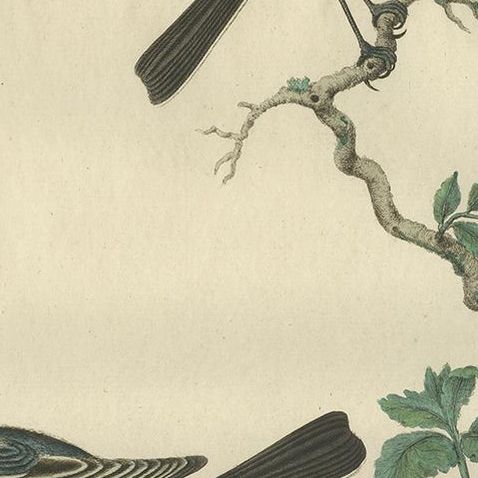 Antique Bird Print of the White Wagtail by Sepp & Nozeman, 1789, close-up 1