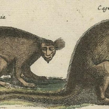 Antique Print of various Mammals Porcupine, Capybara, Otter, Monkey etc., 1657, close-up 2